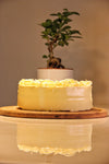 Vanilla Cake for delivery in Dubai